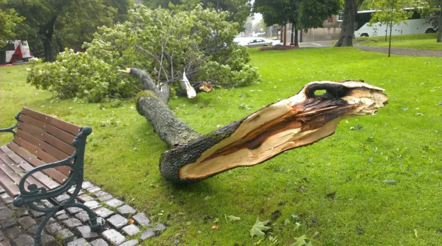 Storm Causes Trees And Power Lines To Come Down