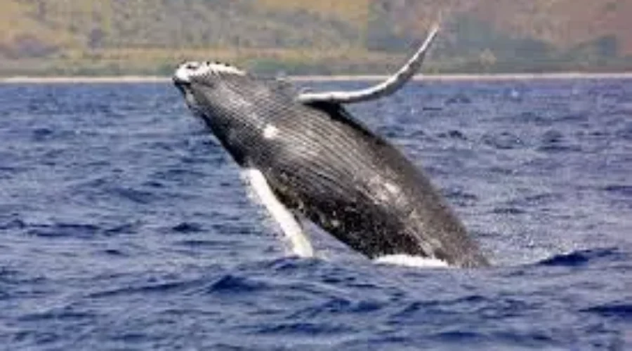 Whale Rescue In Bay