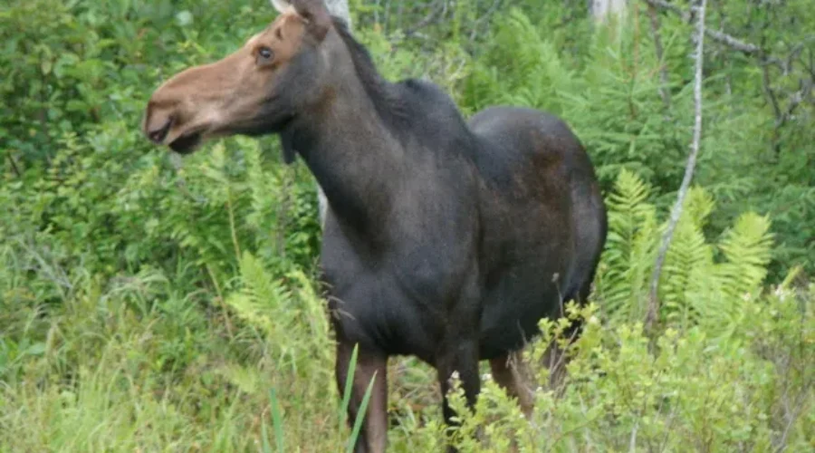 Collision Between Car And Moose
