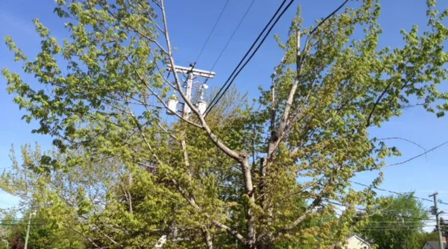 Watch: Tree Trimming Demonstration in Rothesay