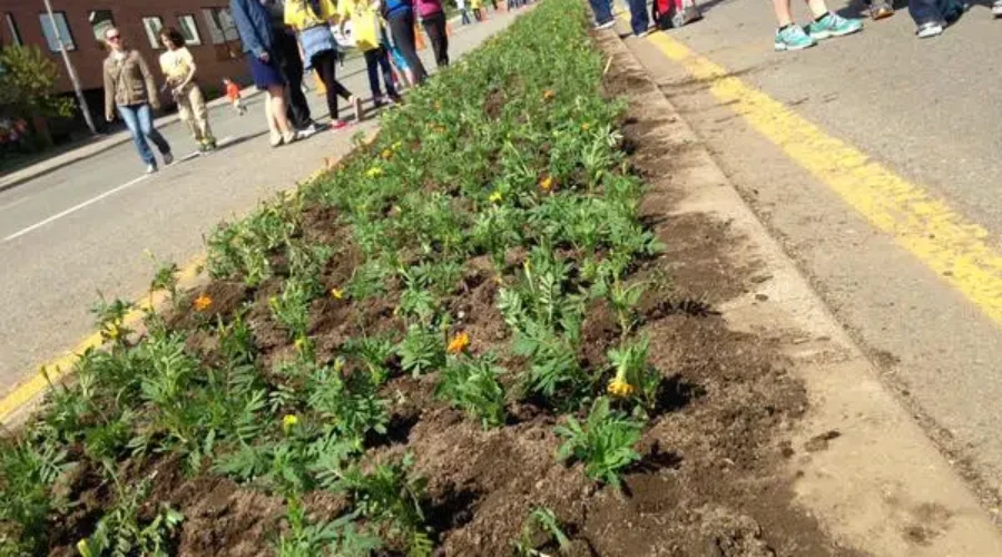 More Marigolds Planted Than Ever Before
