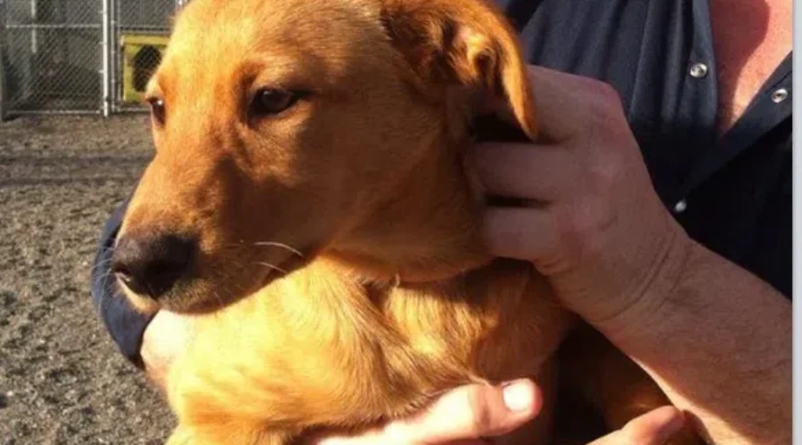 What Do You Do If The Person You’re Dog-Sitting For Stops Returning Your Calls?