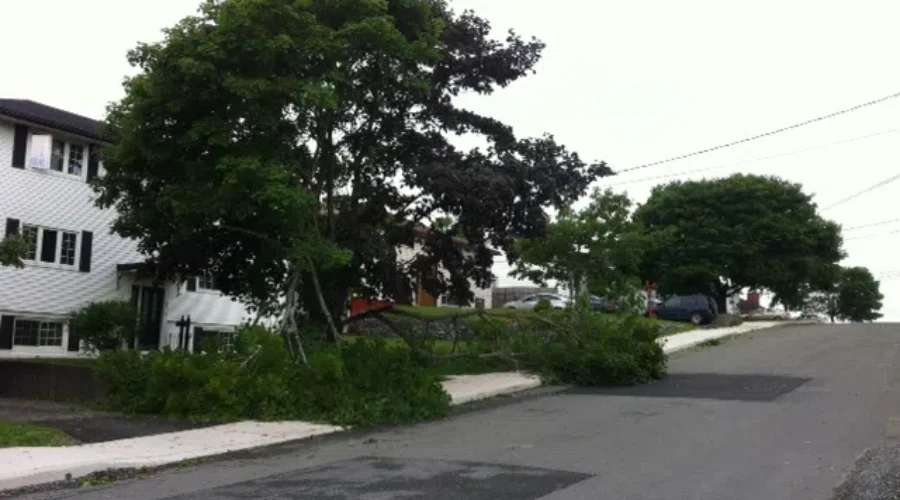 City Offering Residential Tree Cleanup Program After Arthur