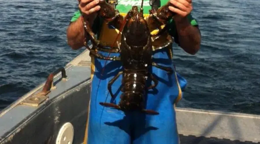 Larry The Lucky Lobster Is Making Waves For Dragonfly