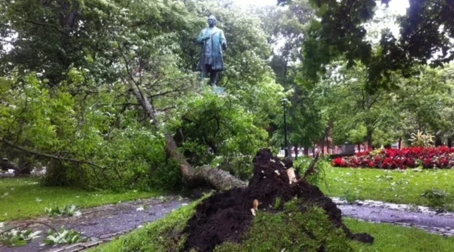 Get Those Branches and Trunks Off Your Property Next Week