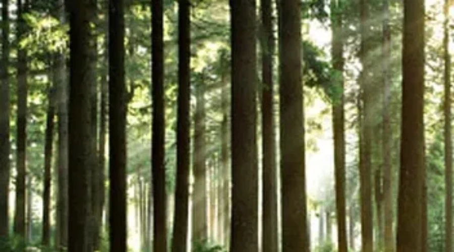 Cardy Unimpressed With Forestry Plan Delays
