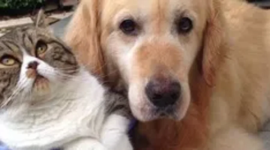 Money That Was Destined To Help Animals In Distress Stolen