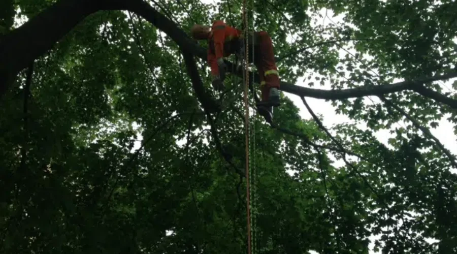 King Square Hosts Tree Climbing Championships Tomorrow