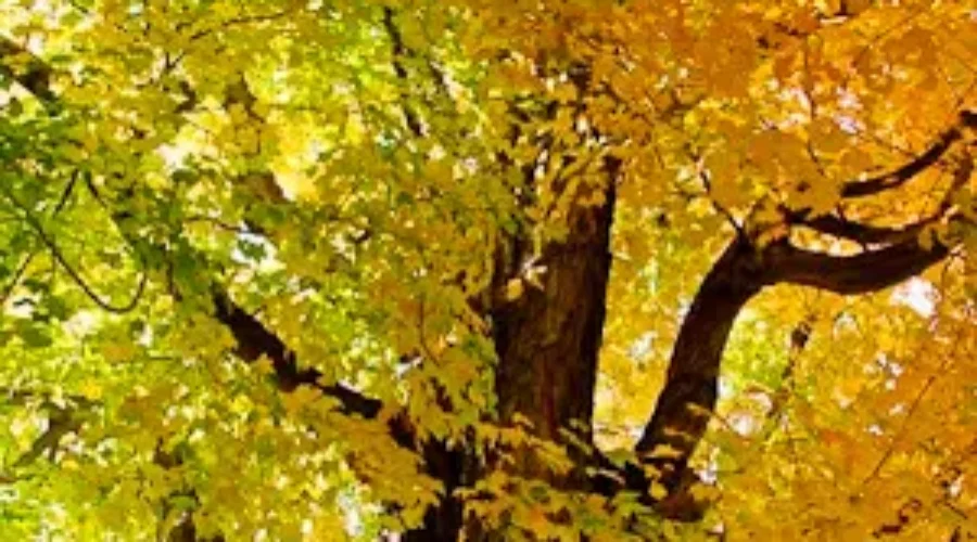 Celebrate Autumn At Fundy National Park