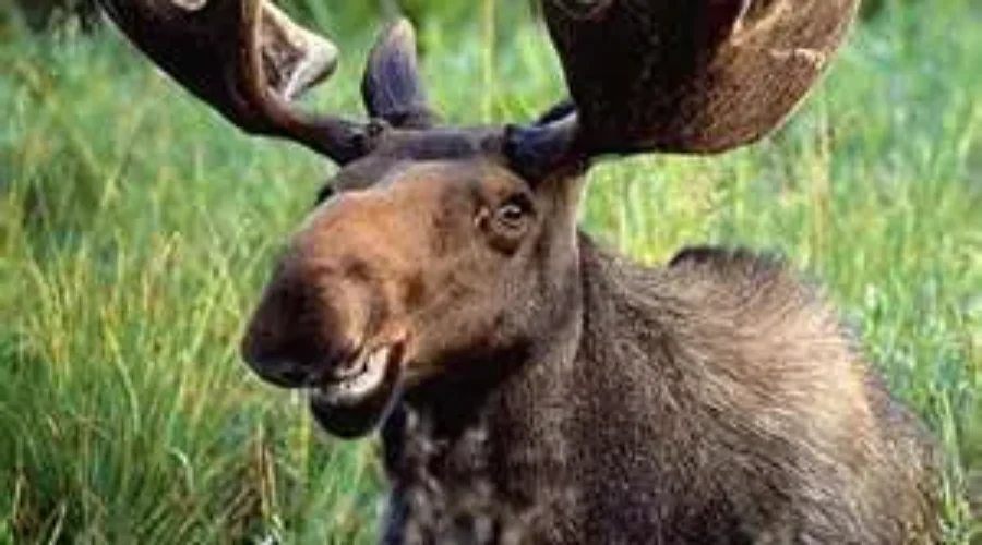 NB Hunters Excited About Start To Moose Season