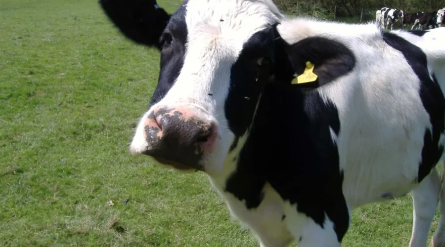 Tomorrow Is Open Farm Day In New Brunswick