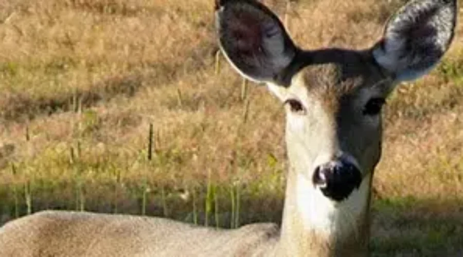N.B. Deer Hunters Harvesting Fewer Animals This Season
