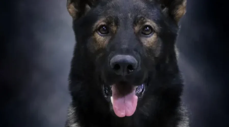 Endzo Is Fredericton’s New Police Dog