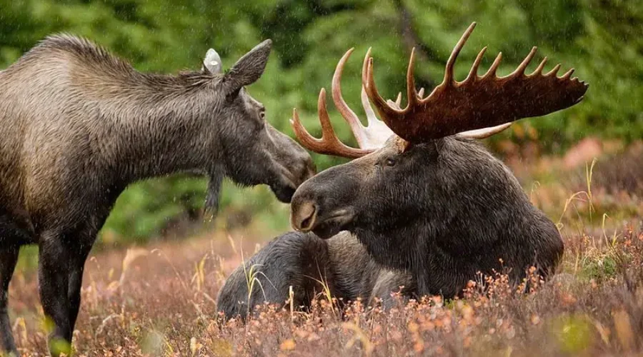 Moose Sex Project Receives $50,000 From TD Forests