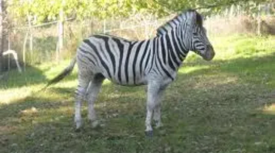 Cherry Brook Zoo In Dire Straits