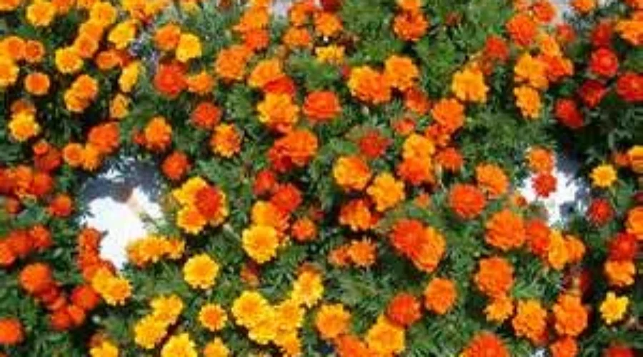 Marigolds Mural In North End Being Repainted On Saturday