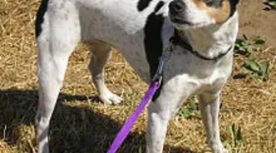 Tethering Laws Leave NB SPCA With Funding Shortfall