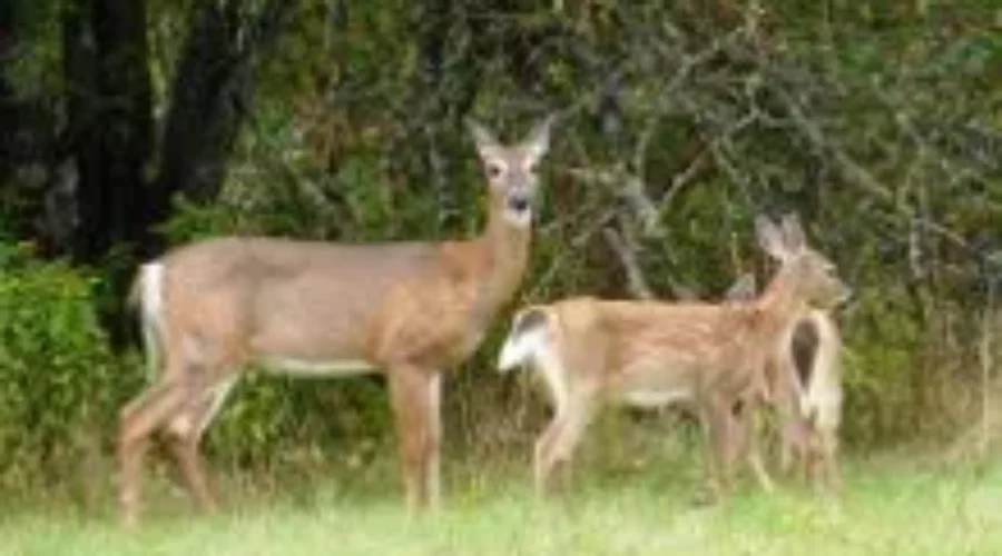 Steer Clear of the Fawns, Mama Is Coming Back