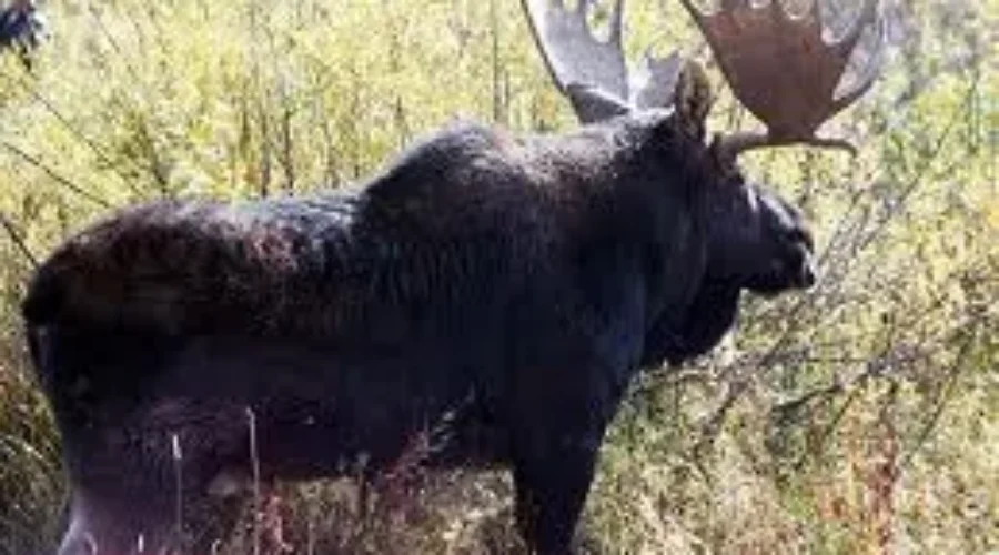 Province Announces Moose Draw Dates