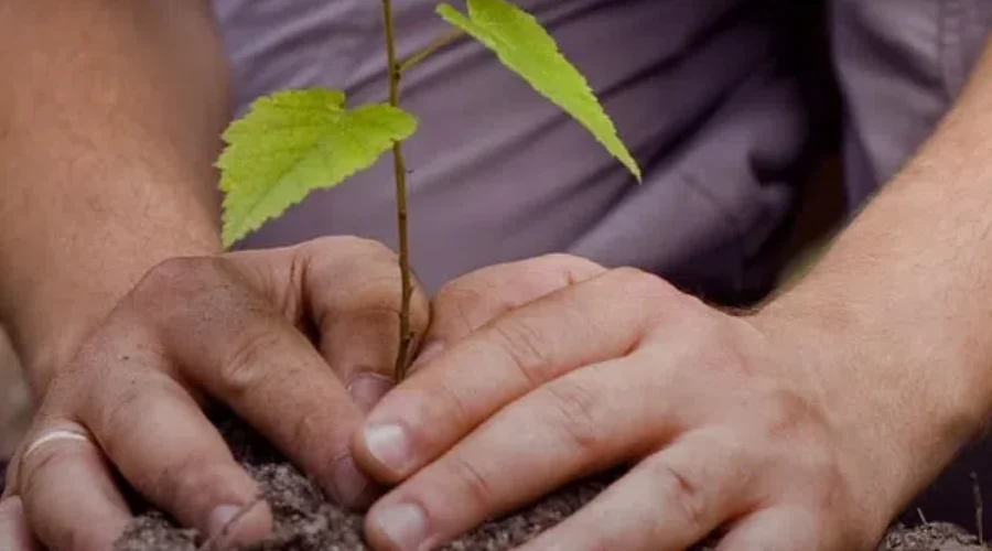 Planting Trees To Set World Record