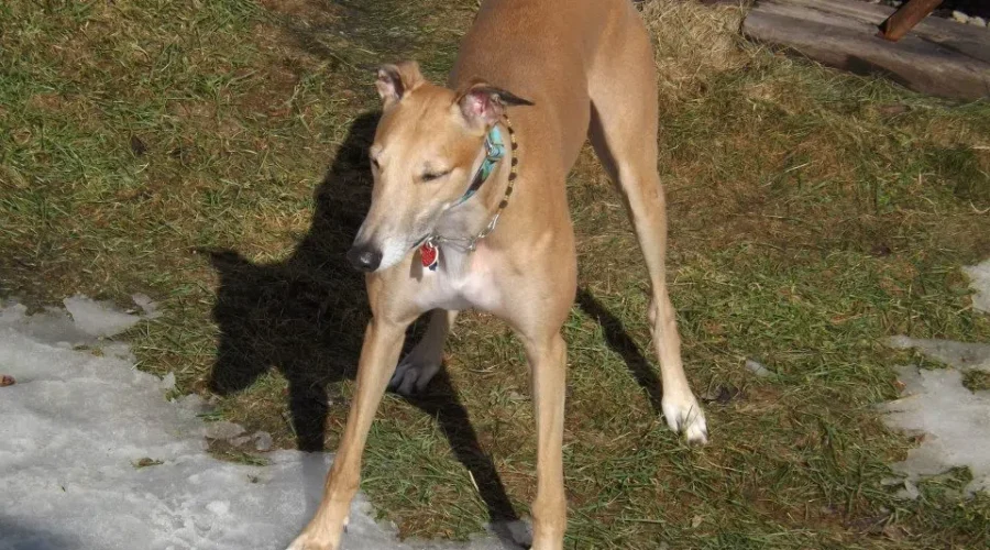 First Ever Walk For Hounds To Be Held Saturday