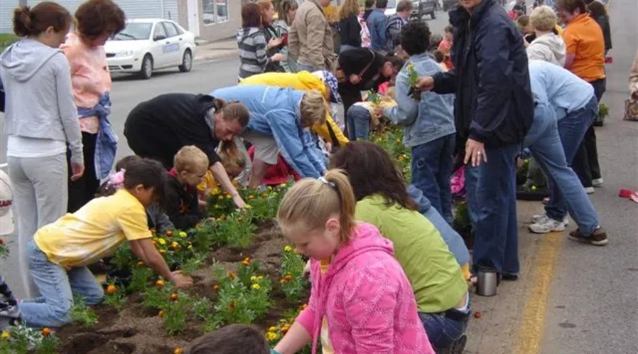 Thousands Of Marigolds To Be Planted Today