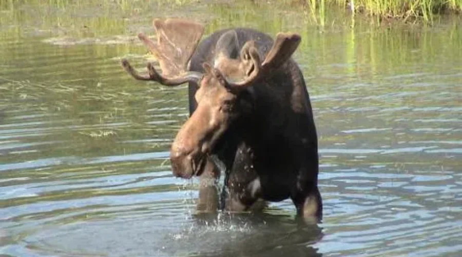 Time Running Out To Be Eligible For 2015 Moose Draw