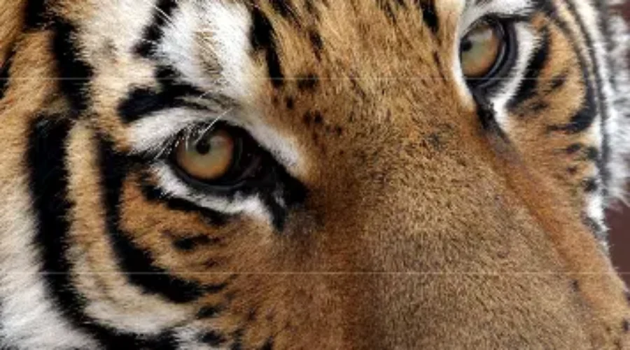 Early Roaring Success For Magnetic Hill Zoo’s Big Cats Exhibit