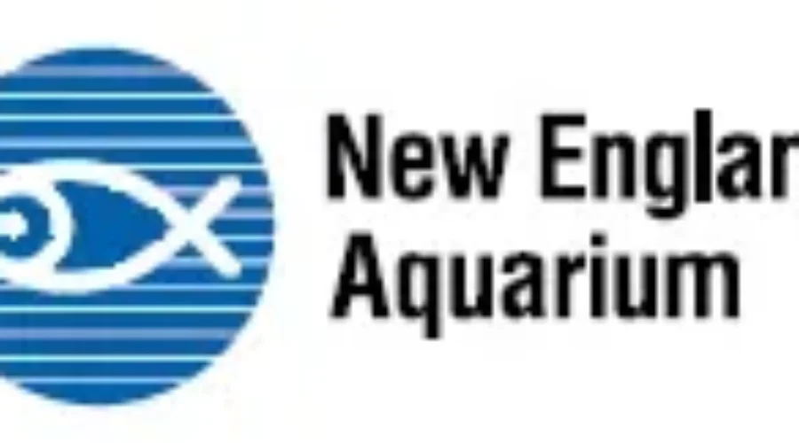 New England Aquarium Expanding Survey Of Right Whales This Year