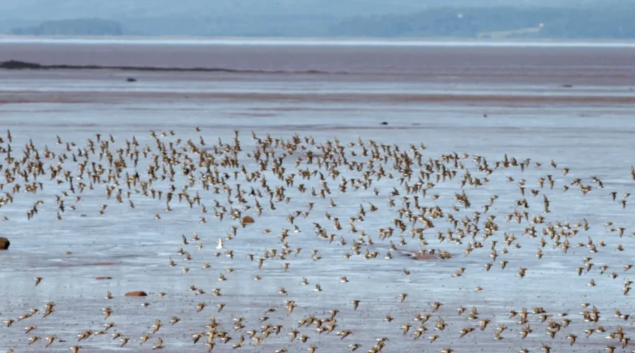 Shorebirds Protected Area Expanded Near Dorchester