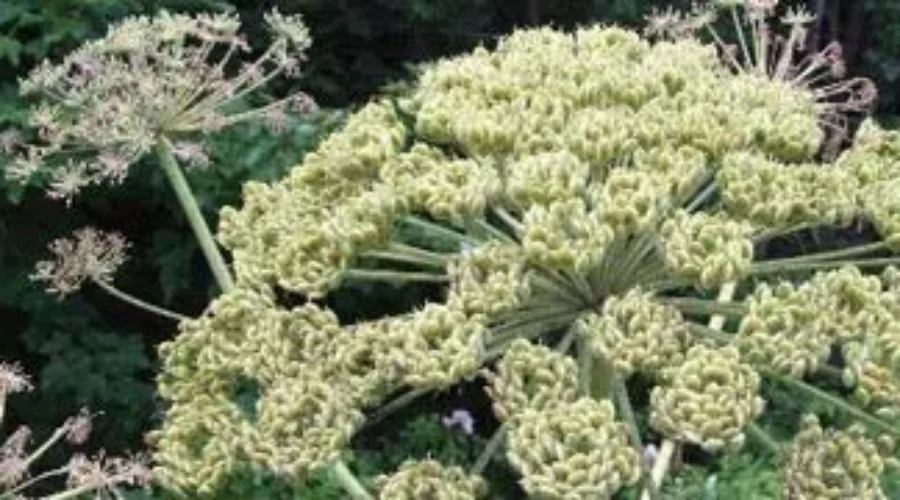 Warnings About Giant Hogweed