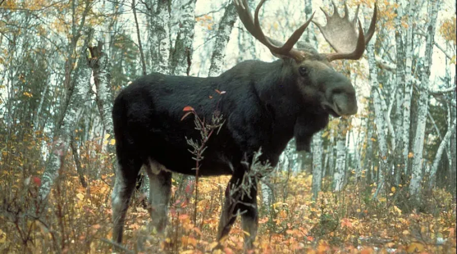 New Brunswick Moose Draw Results Now Available