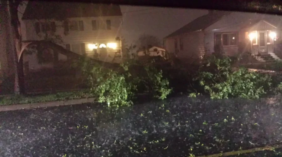 Trees Blown Over In High Winds