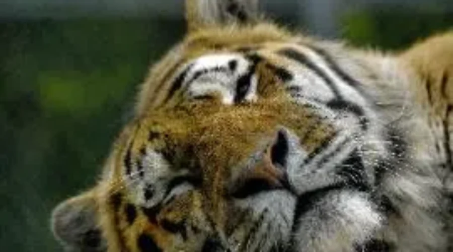 Cherry Brook Zoo Has Big Surprises Coming