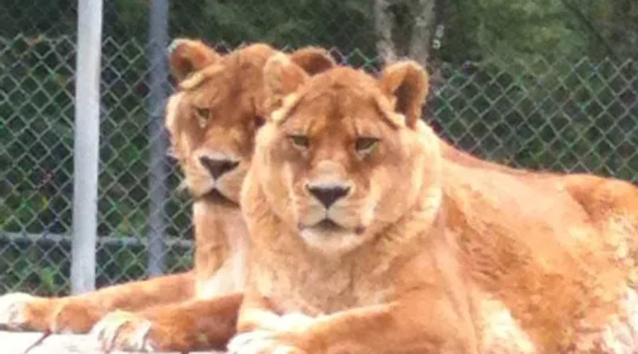 Cherry Brook Zoo Expects New Residents In 2016