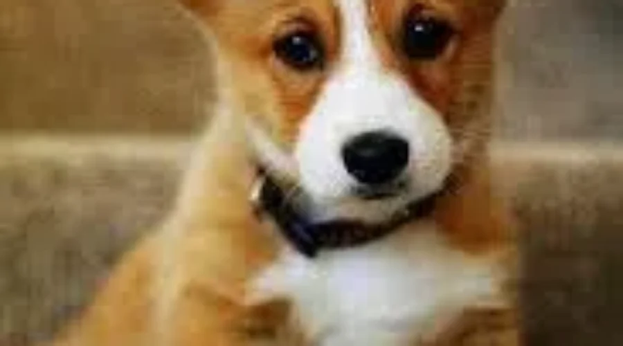 Province Will Consider Stronger Protection For Animals
