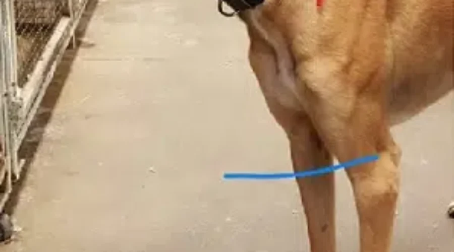 Special Greyhound Hoping To Find His Forever Home