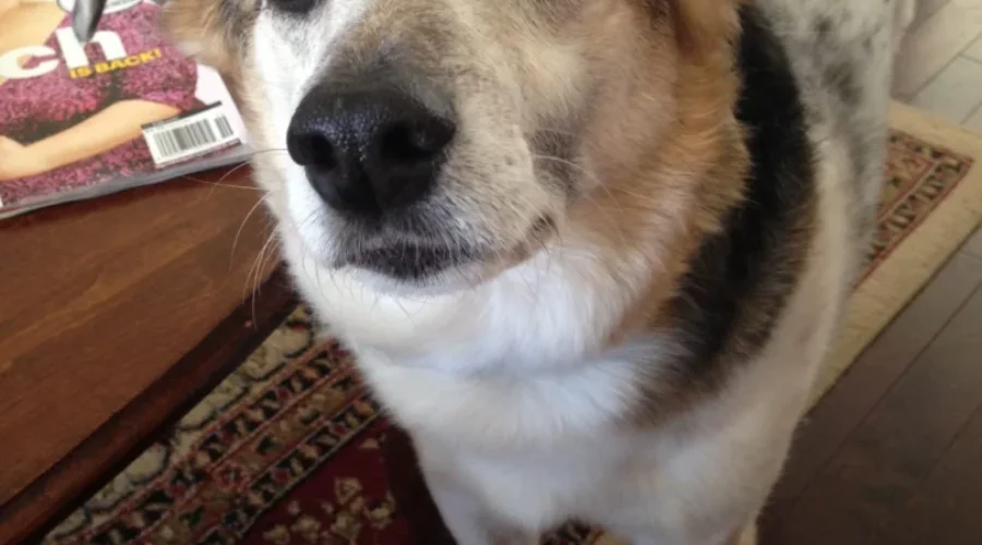 Dogs Make You Happy and Help You Live Longer