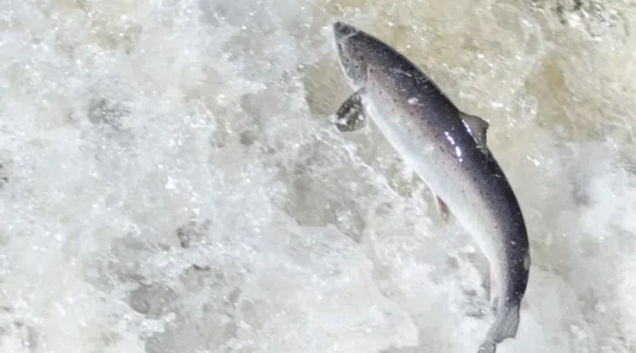 Crime Stoppers Urging People Who Witness Salmon Poaching To Call Them