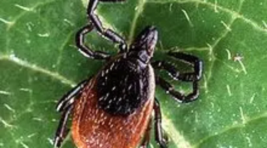 Warning About Lyme Disease