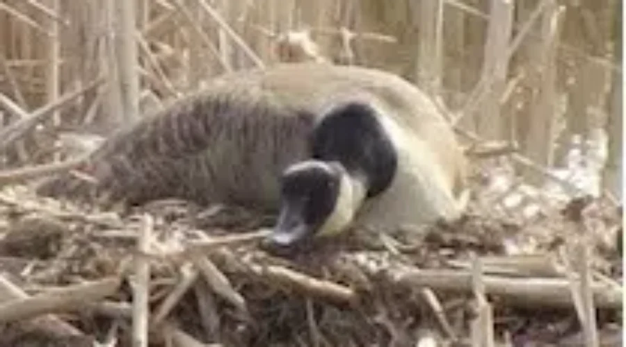Concern For Motorists And Canada Geese Around Dieppe Traffic Circle