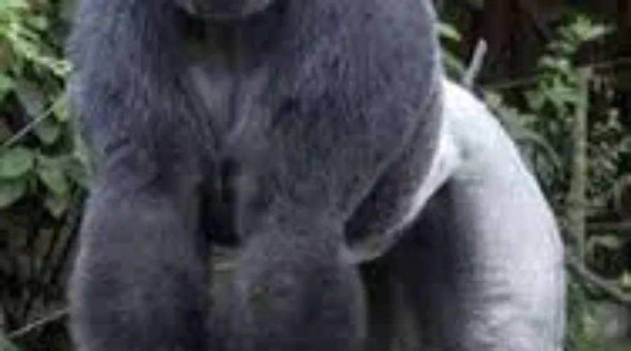 PETA Claims Harambe Need Not Have Been Shot Dead