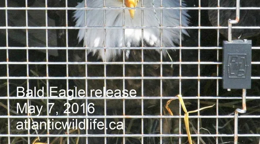 Eagle Flies Free Thanks To Atlantic Wildlife Institute