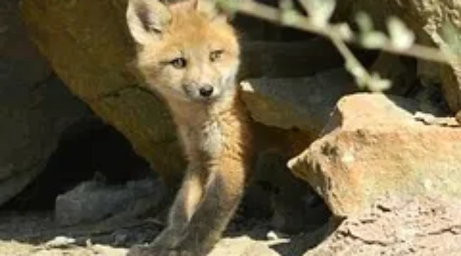 Foxes Creating Havoc For Small Pets In Neighbourhood Off Loch Lomond Road
