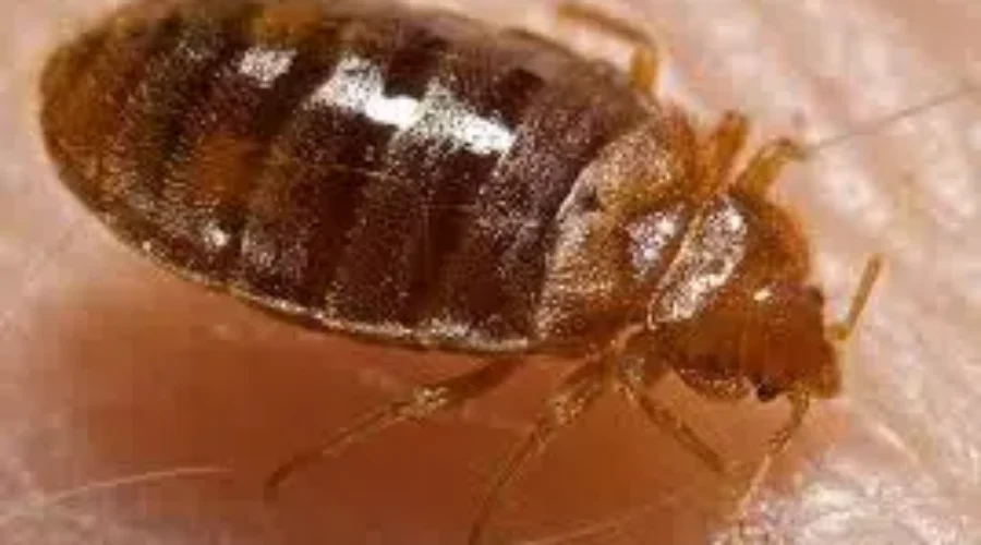 Bedbug Infestations Not New To Saint John Amid New Complaints