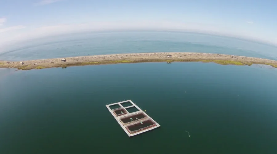 Wild Salmon Conservation Site Announced Near Grand Manan