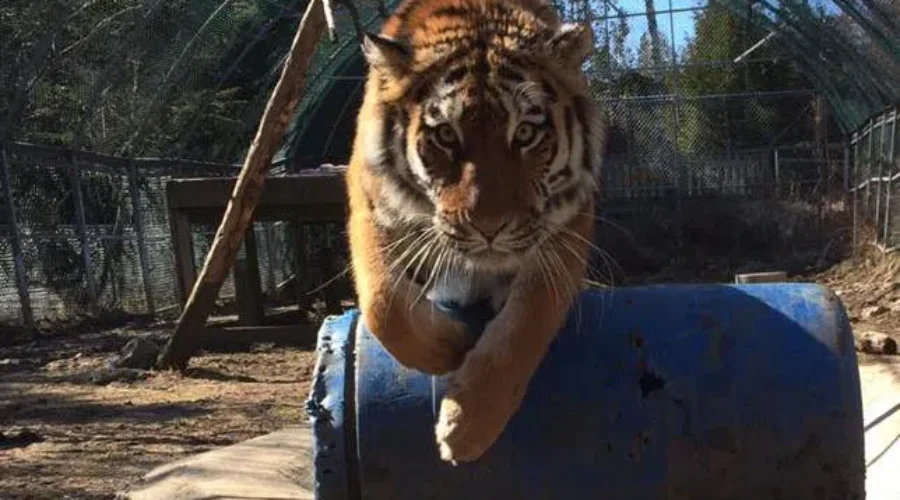 Tiger Leaving Cherry Brook