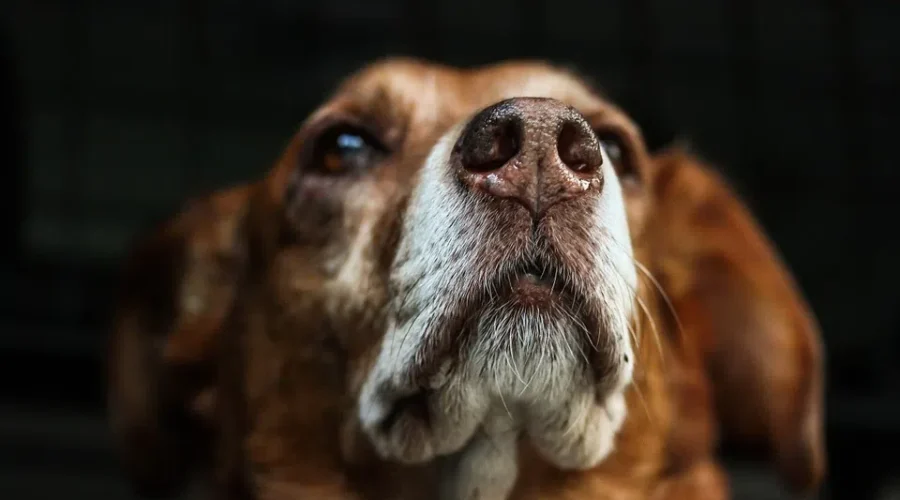 Therapy Dogs Are Helping Students Deal With Exam Anxieties