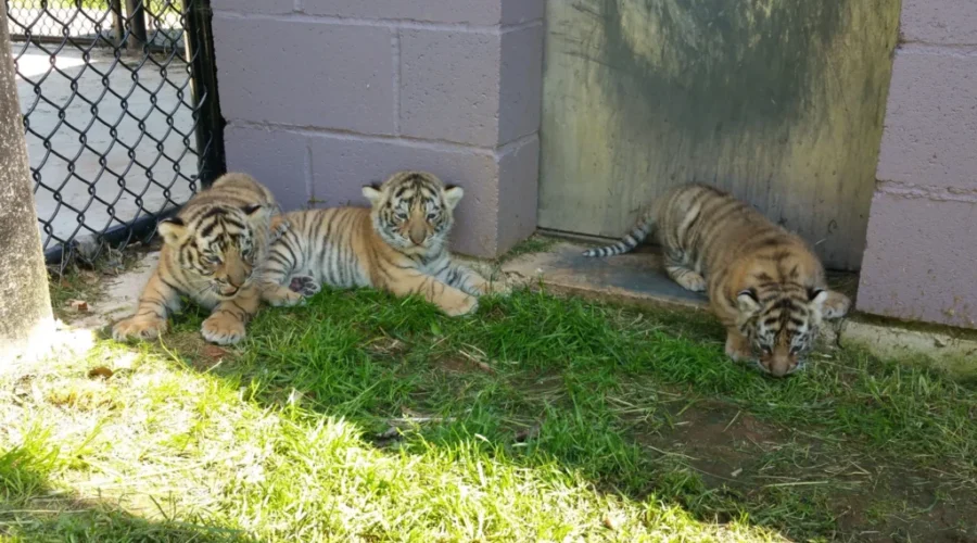 Three Amur Tiger Cubs Stealing Hearts At Magnetic Hill Zoo In Moncton