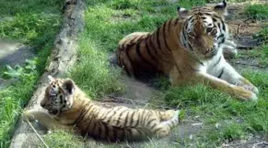 Investigation Underway At Cherry Brook Zoo